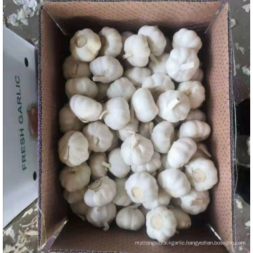 Best sale pure white garlic / China new season garlic export